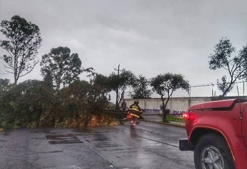 Tormenta derriba árboles en Toluca